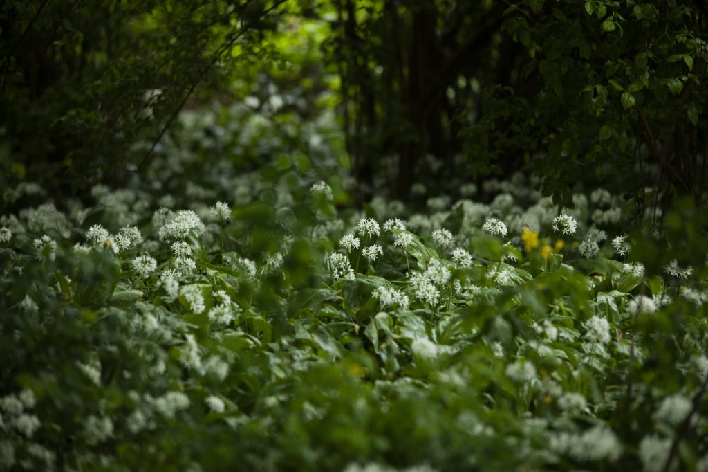 Wildkräuter/Bärlauch auf Rügen