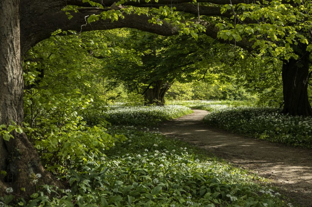 Schlosspark Putbus in der Bärlauchblüte