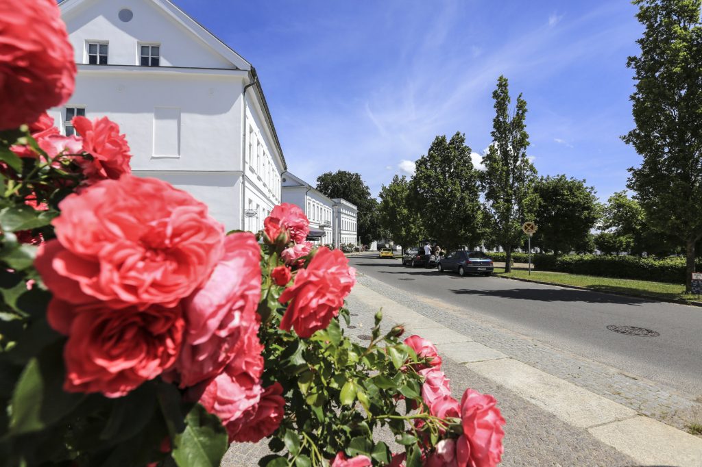 Rosen am Circus in Putbus