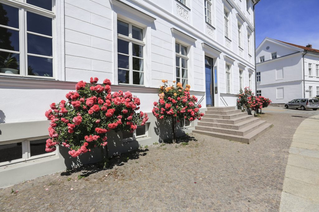 Rosen in Putbus