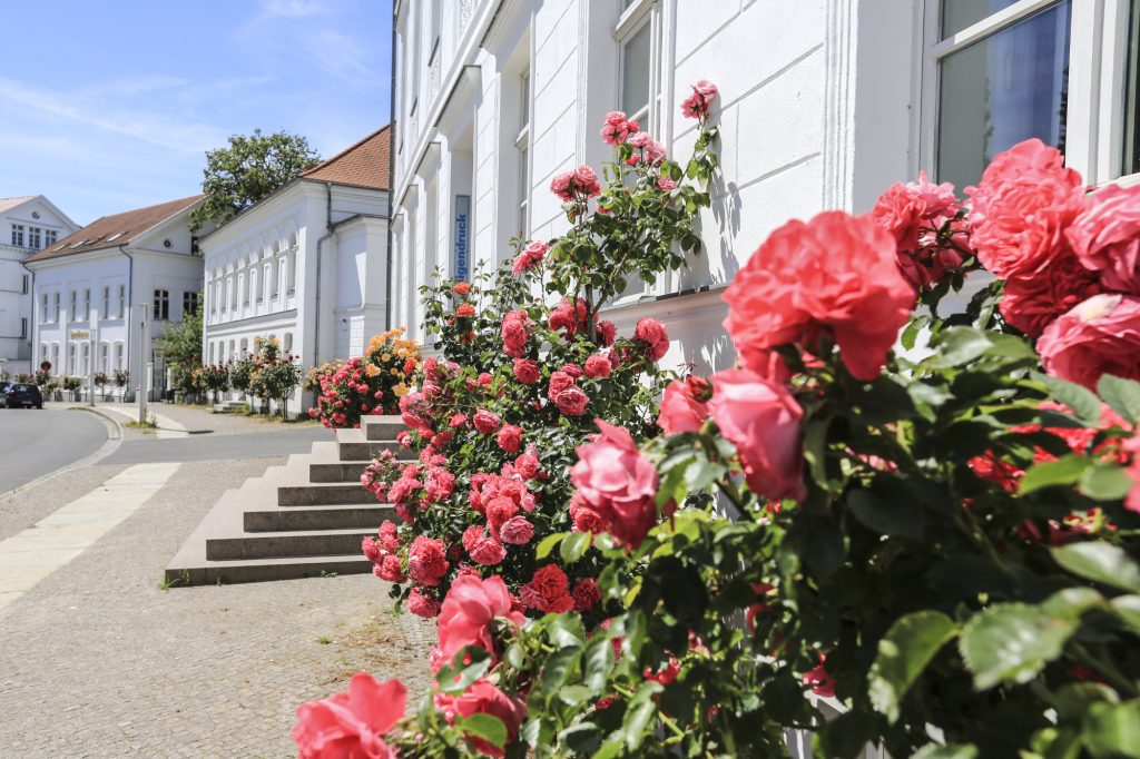 Rosen auf Rügen